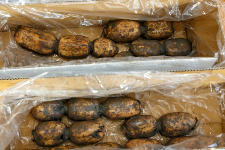 2019年12月産 佐賀県白石町産 レンコン