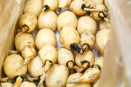 2019年10月購入 茨城県土浦市産 レンコン