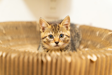 こむぎたちの譲渡先が決まりました。その前日の様子・・・